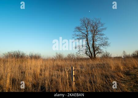 Ein großer Baum ohne Blätter und eine trockene Wiese, Abendblick Stockfoto