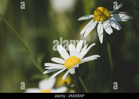 Nahaufnahme von drei wilden Gänseblümchen-Blüten Stockfoto