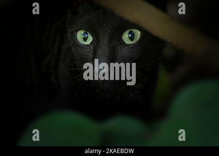 Schwarze Katze hinterhältig suchen aus Versteck im Freien Stockfoto