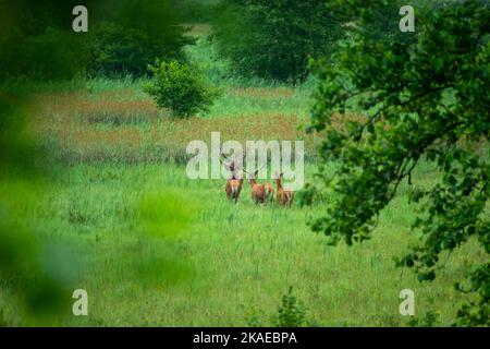 Vier Hirsche, die auf einer grünen Wiese durch hohes Gras laufen Stockfoto