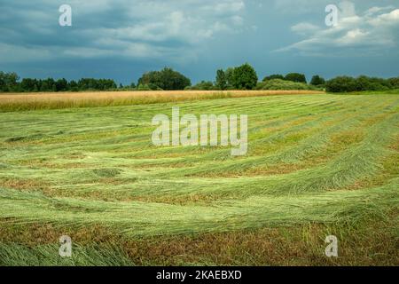 Gemähtes ländliches Wiesengelände und wolkiger regnerischer Himmel, Sommertag Stockfoto