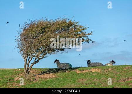 Schafe ruhen im Schatten unter einem schrägen Winkelbaum auf dem Weg nach Cuckmere Haven, Seven Sisters, South Downs, England, Großbritannien Stockfoto