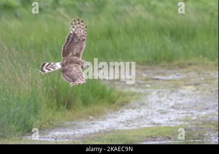 Hündin Harrier auf der Isle of Mull, sie jagte in der Nähe von Loch Scridain und bemerkte, dass sie eine gemeine Eidechse in ihren Krallen hatte. Stockfoto