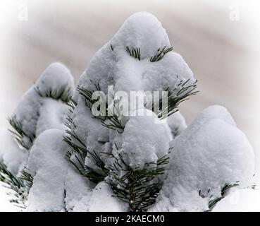 Kiefernsträucher Calgary Alberta Stockfoto