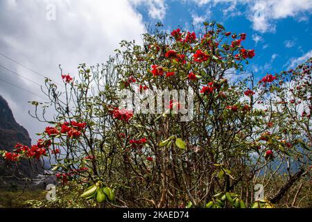 Das wunderschöne Sikkim-Tal voller Rhododendronblüten und schwebenden Wolken im Hintergrund Stockfoto