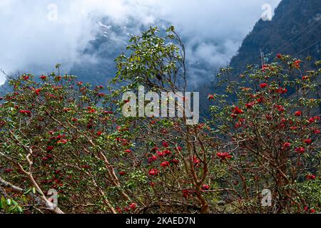 Das wunderschöne Sikkim-Tal voller Rhododendron-Blumen und nebliger Berge im Hintergrund Stockfoto