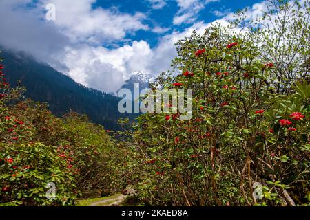 Das wunderschöne Sikkim-Tal voller Rhododendron-Blumen und schneebedeckter Berge im Hintergrund Stockfoto