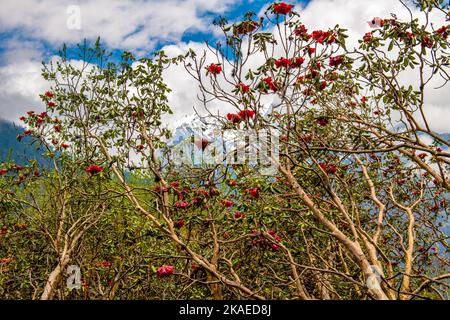 Das wunderschöne Sikkim-Tal voller Rhododendron-Blumen und der wolkige Himmel im Hintergrund Stockfoto