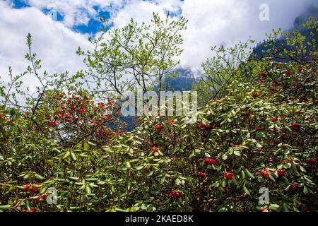 Das wunderschöne Sikkim-Tal voller Rhododendron-Blumen und wolkige Berge im Hintergrund Stockfoto