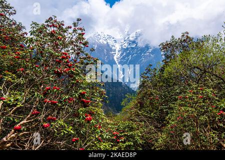 Das wunderschöne Sikkim-Tal voller Rhododendron-Blumen und schneebedeckter Berge im Hintergrund Stockfoto