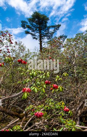 Das Sikkim-Tal voller Rhododendron-Blumen und eines hohen Baumes am Himmel im Hintergrund Stockfoto