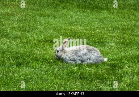 Ein junges graues Kaninchen, das bei Tageslicht auf dem Gras auf einem Bauernhof in einer ländlichen Gegend sitzt Stockfoto