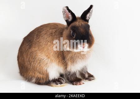 Zwergkaninchen auf weißem Hintergrund isoliert Stockfoto