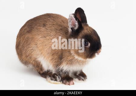 Zwergkaninchen auf weißem Hintergrund isoliert Stockfoto