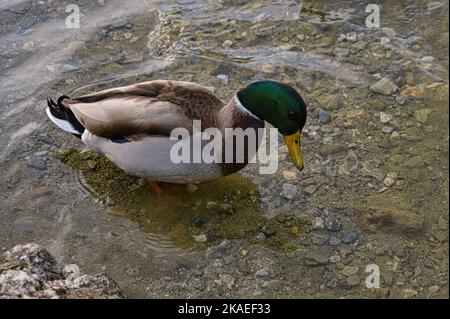 Ein erpel ente in bunt Federkleid am uferrand wässrig, wilde Ente drake watend auf einem Flussufer Stockfoto