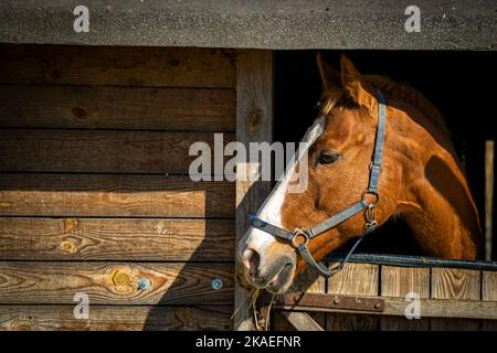 Ein braunes Pferd, das aus der Scheune schaut Stockfoto