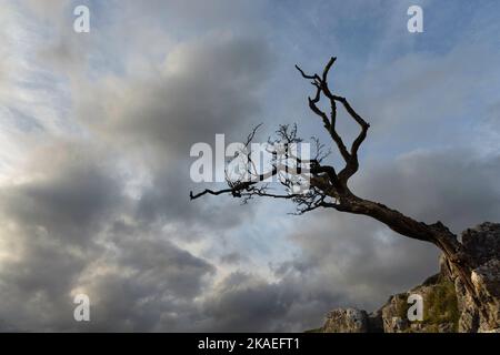 In der Nähe des Dorfes Arncliffe in Littondale, North Yorkshire, wächst ein eineinziger Baum auf Kalksteinfelsen Stockfoto