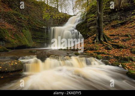 Scaleber Force ist ein 40 Meter hoher Wasserfall auf Stockdale Beck, in der Nähe des Dorfes Settle im Yorkshire Dales National Park, Großbritannien Stockfoto