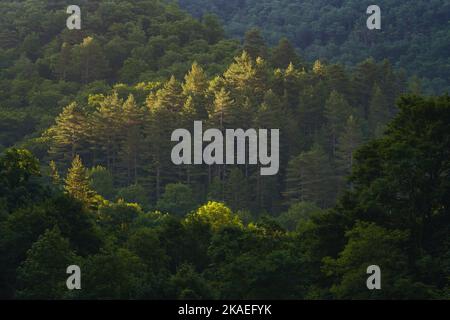 Malerische Waldlandschaft mit Sonnenstrahlen, die die Baumkronen in den Pyrenäen in der Nähe von Gincla, Aude, Frankreich, küssen Stockfoto