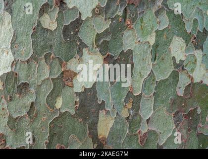 Nahaufnahme von Platane Baumrinde - natürliche Armee Camouflage Stil grün strukturierten Hintergrund Stockfoto