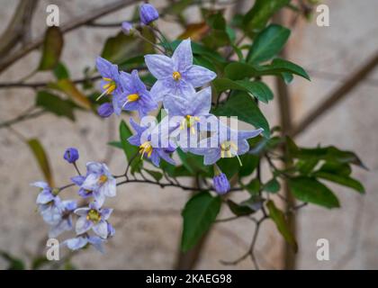 Nahaufnahme der violett-blauen Blüten von solanum laxum, auch bekannt als Kartoffelrebe, Kartoffelkletterer oder Jasminnachtschatten, die im Freien auf dem Wandhintergrund blühen Stockfoto