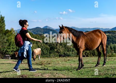 Eine schöne lächelnde Touristenfrau nähert sich einem braunen Pferd auf einer Weide. Stockfoto
