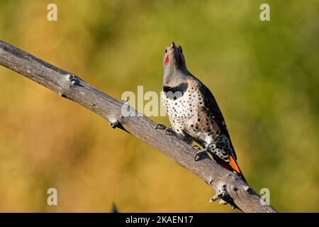 Nahaufnahme eines nördlichen Flimmers am Ast eines Baumes Stockfoto