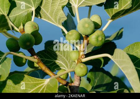 Bund grüner Feigen auf einem Feigenbaum vor Meeresgrund. Ficus Carica Zweig mit Früchten Stockfoto