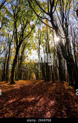 Foreste Casentinesi National Park, Badia Prataglia, Tuscany, Italy, Europe. Stockfoto