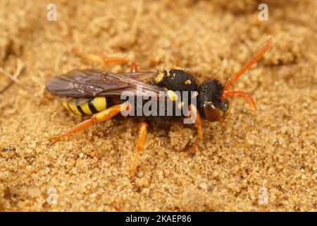 Detailreiche Nahaufnahme einer weiblichen Painted Nomad Bee, Nomada fucata im Sand Stockfoto