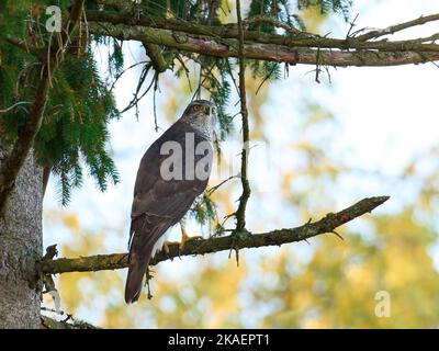 Nördlicher Habicht (Accipiter gentilis) in seiner natürlichen Umgebung Stockfoto