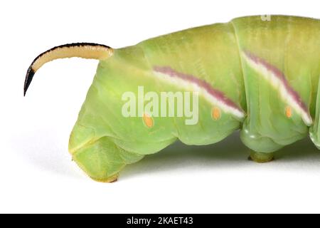 Grüne Raupe Privet-Falkenmotte (Sphinx ligustri) oder Mottenschmetterling (Sphingidae) auf Weiß. Seitenansicht. Stockfoto