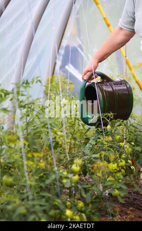Landwirt mit Gießkannen im Sommer Tomaten im Gewächshaus gießen Stockfoto