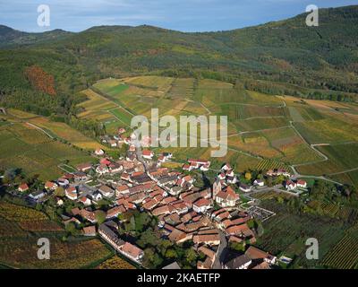 LUFTAUFNAHME. Malerisches Dorf am Fuße der Vogesen mit den Weinbergen in herbstlichen Farben. Rodern, Alsace, Grand Est, Frankreich. Stockfoto