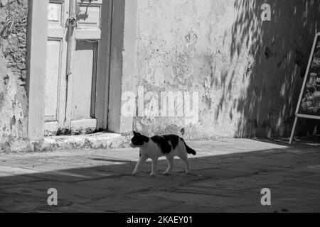 Eine schwarz-weiße Aufnahme einer streunenden Katze, die auf der Straße läuft Stockfoto