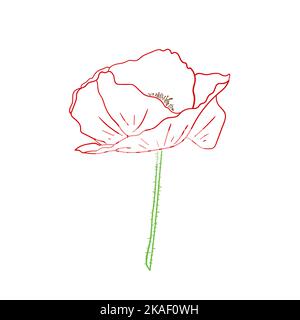 Mohnblume. Vektorgrafik. Skizziertes botanisches Designelement. Stock Vektor
