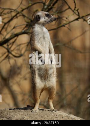 Eine vertikale Aufnahme eines niedlichen Erdmännchen Stockfoto
