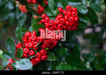 Stoke Poges, Buckinghamshire, Großbritannien. 2.. November 2022. Es war heute ein kühlerer Tag in den Stoke Poges Memorial Gardens, da die Temperaturen von den Hochs des Wochenendes gesunken sind. Die Gärten sind jedoch voller wunderschöner Herbstfarben. Quelle: Maureen McLean/Alamy Live News Stockfoto