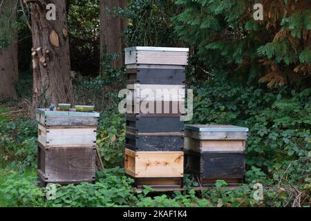 Stoke Poges, Buckinghamshire, Großbritannien. 2.. November 2022. Bienenstöcke. Es war heute ein kühlerer Tag in den Stoke Poges Memorial Gardens, da die Temperaturen von den Hochs des Wochenendes gesunken sind. Die Gärten sind jedoch voller wunderschöner Herbstfarben. Quelle: Maureen McLean/Alamy Live News Stockfoto