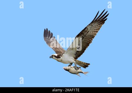 Westlicher Fischadler (Pandion haliaetus) fliegt über den See mit gefangenem Fisch in seinen Krallen/Krallen gegen den blauen Himmel Stockfoto