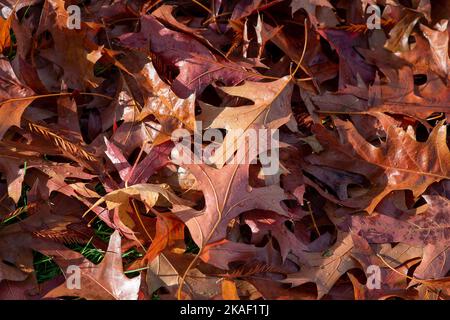 Stoke Poges, Buckinghamshire, Großbritannien. 2.. November 2022. Es war heute ein kühlerer Tag in den Stoke Poges Memorial Gardens, da die Temperaturen von den Hochs des Wochenendes gesunken sind. Die Gärten sind jedoch voller wunderschöner Herbstfarben. Quelle: Maureen McLean/Alamy Live News Stockfoto