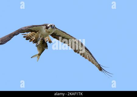 Westlicher Fischadler (Pandion haliaetus) fliegt über den See mit gefangenem Fisch in seinen Krallen/Krallen gegen den blauen Himmel Stockfoto