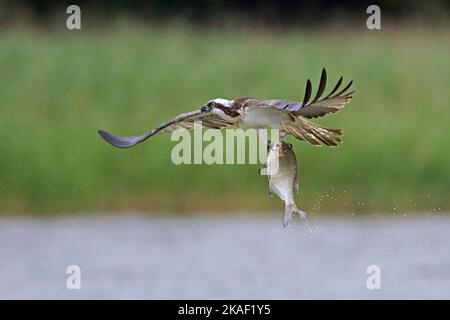 Westlicher Fischadler (Pandion haliaetus) fliegt über den See mit gefangenem Fisch in seinen Krallen/Krallen Stockfoto