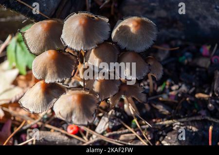 Stoke Poges, Buckinghamshire, Großbritannien. 2.. November 2022. Herbstliche Pilze. Es war heute ein kühlerer Tag in den Stoke Poges Memorial Gardens, da die Temperaturen von den Hochs des Wochenendes gesunken sind. Die Gärten sind jedoch voller wunderschöner Herbstfarben. Quelle: Maureen McLean/Alamy Live News Stockfoto