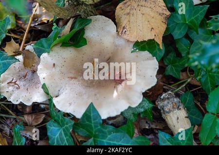 Stoke Poges, Buckinghamshire, Großbritannien. 2.. November 2022. Herbstliche Pilze. Es war heute ein kühlerer Tag in den Stoke Poges Memorial Gardens, da die Temperaturen von den Hochs des Wochenendes gesunken sind. Die Gärten sind jedoch voller wunderschöner Herbstfarben. Quelle: Maureen McLean/Alamy Live News Stockfoto