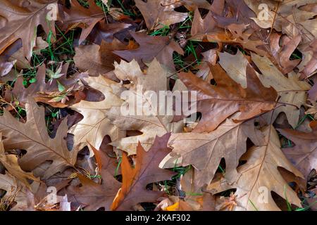 Stoke Poges, Buckinghamshire, Großbritannien. 2.. November 2022. Es war heute ein kühlerer Tag in den Stoke Poges Memorial Gardens, da die Temperaturen von den Hochs des Wochenendes gesunken sind. Die Gärten sind jedoch voller wunderschöner Herbstfarben. Quelle: Maureen McLean/Alamy Live News Stockfoto