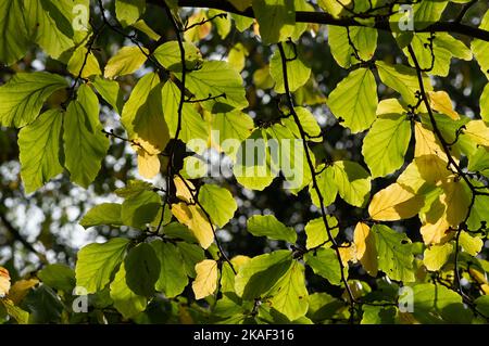 Stoke Poges, Buckinghamshire, Großbritannien. 2.. November 2022. Es war heute ein kühlerer Tag in den Stoke Poges Memorial Gardens, da die Temperaturen von den Hochs des Wochenendes gesunken sind. Die Gärten sind jedoch voller wunderschöner Herbstfarben. Quelle: Maureen McLean/Alamy Live News Stockfoto