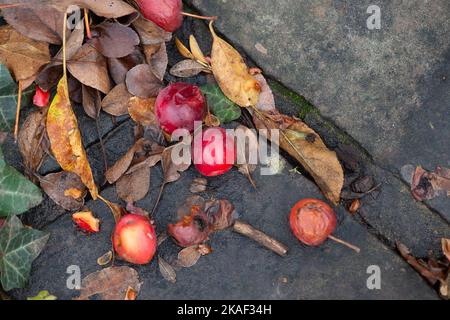 Stoke Poges, Buckinghamshire, Großbritannien. 2.. November 2022. Es war heute ein kühlerer Tag in den Stoke Poges Memorial Gardens, da die Temperaturen von den Hochs des Wochenendes gesunken sind. Die Gärten sind jedoch voller wunderschöner Herbstfarben. Quelle: Maureen McLean/Alamy Live News Stockfoto