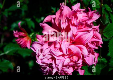 Eine rosa Dahlia Blume im Butchart Garden in Victoria, BC, Kanada Stockfoto