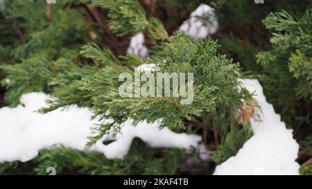 Eine Nahaufnahme von schneebedeckten grünen Ästen einer Tanne Stockfoto